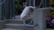 Elizabeth Weir's dog, Sedgewick.[2]