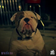 STG S1 Max.jpg (94 KB)