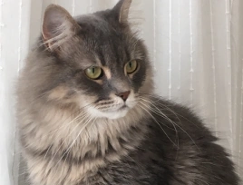 Splashkit | Starlitskies Wiki | Fandom