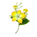 Yellow Bright Blossoms.