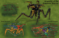 Anatomy of the Arachnid Warrior