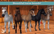 Хафлингер первый и последний (Star Stable Horses)
