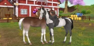 Хафлингер (слева) и мустанг (справа) (Star Stable Horses)