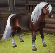 Гнедая масть (Дундул)