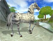 Appaloosa