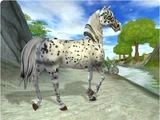 Appaloosa