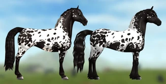 Den Frisiska Sporthästens uppdaterade utseende