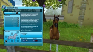 Brunskäckad pintoarab med svart man i Fort Pinta.