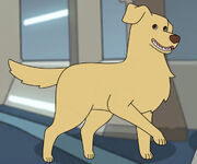 Tendi's dog
