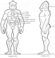 Homo lacertae physiology