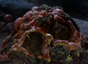 A Prime Mother in the 23rd century