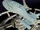 Phinda-74600.jpg