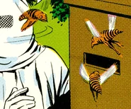 Large bee species from Njura.