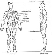 Homo indi physiology