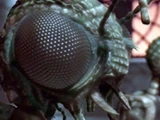 Xindi-Insectoid