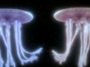 The Star-jellies.