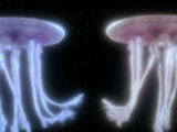 Star-jelly