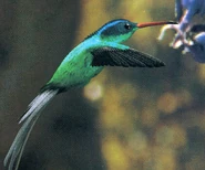 Hummingbird.jpg (677 KB) Hummingbird.