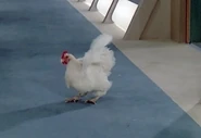 A chicken.