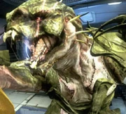 Gornbrute