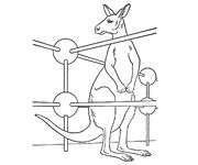 Kangaroo