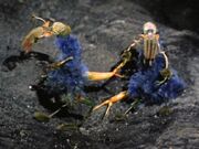 Ornithoids 2267
