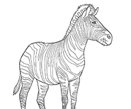 Zebra.