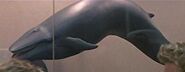 Sei whale