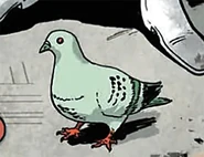 Pigeon.