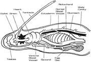 Regulani vermis physiology