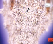 Hollow Planet entity.