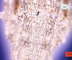 Hollow Planet entity.