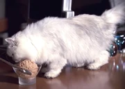 Neelix eating from Deanna Troi's chocolate ice cream