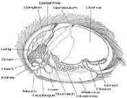 Tribble internal anatomy