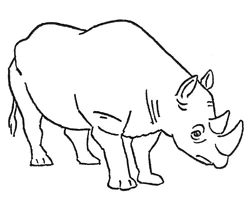Rhinoceros.