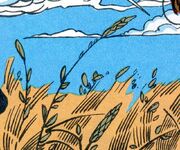 Wheat field