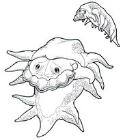 An , a variety of mollusk.