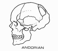 Andorian skull