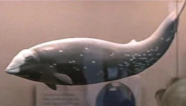 Cuvier's beaked whale