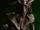 Species 8472