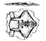 Neural parasite  diagram.