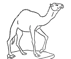 Camel.