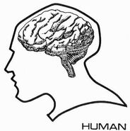 Human brain