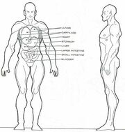 Homo eridani physiology