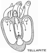 Tellarite heart diagram