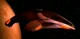 D'Kora-class Ferengi marauder.