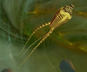 Undine larval ship angled