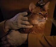 Spot.jpg (17 Ko) L'Spot, el gat d'en Data.