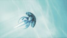 Jellyfish.jpg