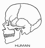 Human skull